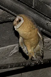 Płomykówka (Tyto alba)