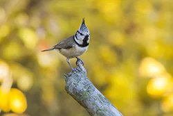 Sikora czubatka (Parus cristatus)