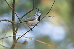 Sikora czubatka (Parus cristatus)