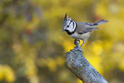Sikora czubatka (Parus cristatus)