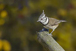 Sikora czubatka (Parus cristatus)