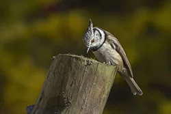 Sikora czubatka (Parus cristatus)