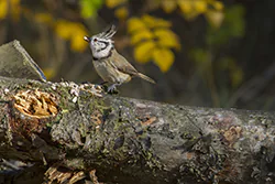 Sikora czubatka (Parus cristatus)