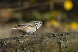Sikora czubatka (Parus cristatus)