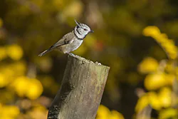 Sikora czubatka (Parus cristatus)