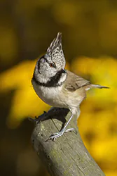 Sikora czubatka (Parus cristatus)
