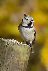 Sikora czubatka (Parus cristatus)