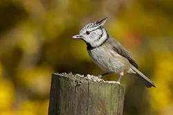 Sikora czubatka (Parus cristatus)