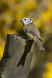 Sikora czubatka (Parus cristatus)