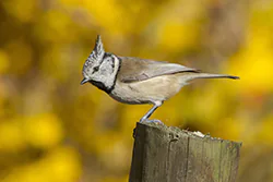 Sikora czubatka (Parus cristatus)