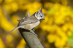 Sikora czubatka (Parus cristatus)