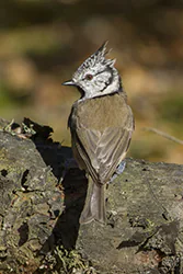 Sikora czubatka (Parus cristatus)