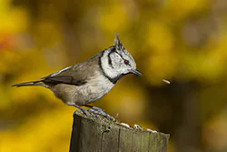 Sikora czubatka (Parus cristatus)