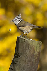 Sikora czubatka (Parus cristatus)