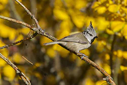 Sikora czubatka (Parus cristatus)