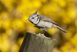 Sikora czubatka (Parus cristatus)