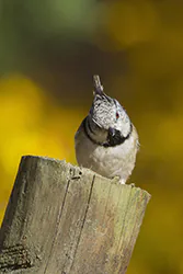 Sikora czubatka (Parus cristatus)