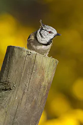 Sikora czubatka (Parus cristatus)