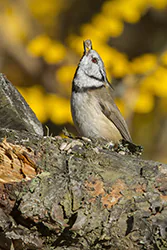 Sikora czubatka (Parus cristatus)
