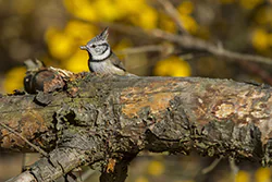 Sikora czubatka (Parus cristatus)