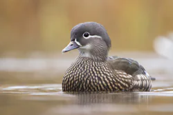 Mandarynka (Aix galericulata)