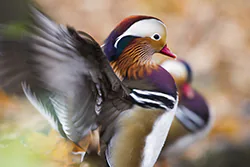 Mandarynka (Aix galericulata)