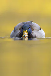 Krzyżówka (Anas platyrhynchos)