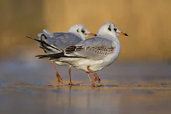 Black-headed Gull (Larus ridibundus)