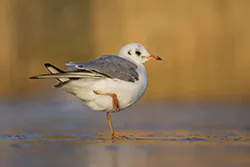 Black-headed Gull (Larus ridibundus)