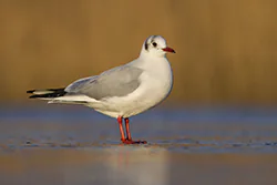 Black-headed Gull (Larus ridibundus)