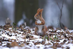 Wiewiórka (Sciurus vulgaris)