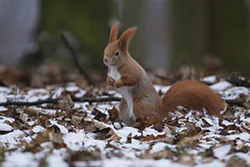 Wiewiórka (Sciurus vulgaris)