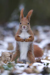 Wiewiórka (Sciurus vulgaris)