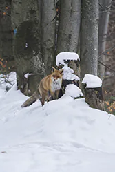 Lis (Vulpes vulpes)