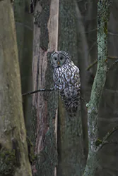 Puszczyk uralski (Strix uralensis)