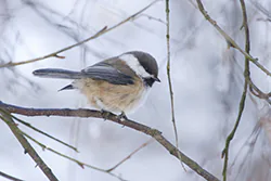 Sikora północna (Poecile cinctus)