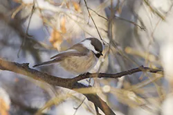 Sikora północna (Poecile cinctus)