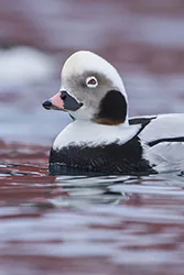Lodówka (Clangula hyemalis)