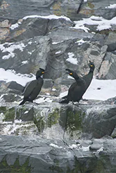 Kormoran czubaty (Phalacrocorax aristotelis)
