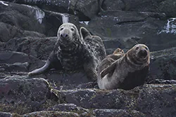 Foka szara (Halichoerus grypus)