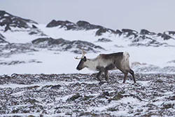 Renifer (Rangifer tarandus)