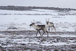 Renifer (Rangifer tarandus)