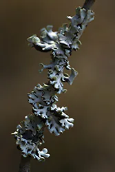 Pustułka pęcherzykowata (Hypogymnia physodes)