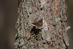 Rusałka żałobnik (Nymphalis antiopa)