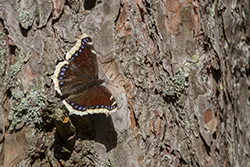 Rusałka żałobnik (Nymphalis antiopa)