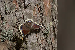 Rusałka żałobnik (Nymphalis antiopa)
