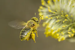 Pszczoła miodna (Apis mellifera)