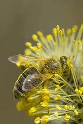 Pszczoła miodna (Apis mellifera)