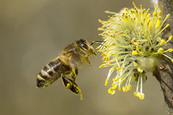 Pszczoła miodna (Apis mellifera)