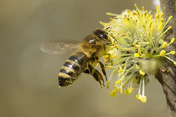Pszczoła miodna (Apis mellifera)